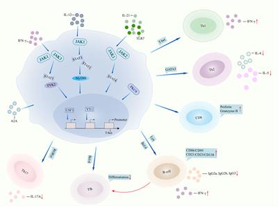 Th1-related transcription factors and cytokines in systemic lupus erythematosus